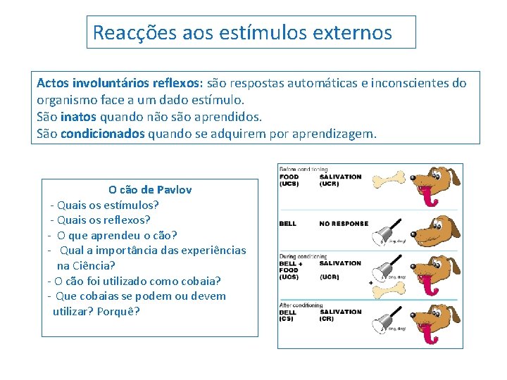 Reacções aos estímulos externos Actos involuntários reflexos: são respostas automáticas e inconscientes do organismo