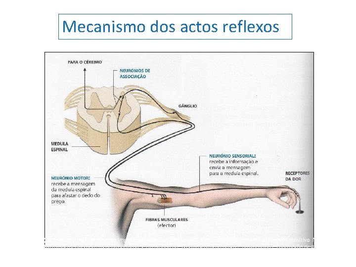 Mecanismo dos actos reflexos O estímulo (picar-se no prego) origina um impulso nervoso que