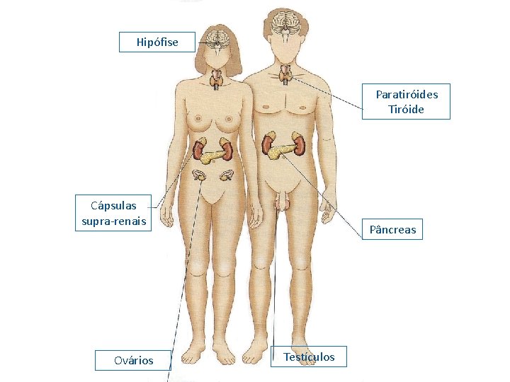 Hipófise Paratiróides Tiróide Cápsulas supra-renais Ovários Pâncreas Testículos 