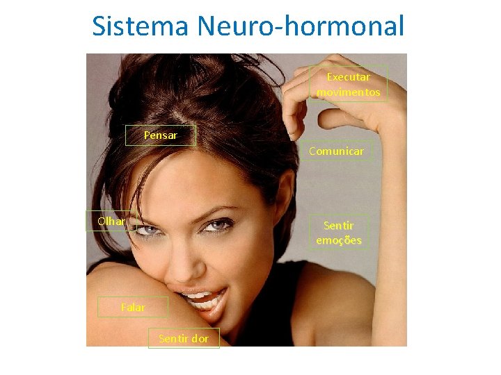 Sistema Neuro-hormonal Executar movimentos Pensar Comunicar Olhar Sentir emoções Falar Sentir dor 
