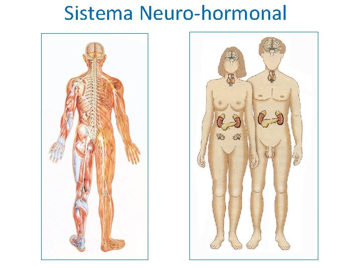 Sistema Neuro-hormonal 