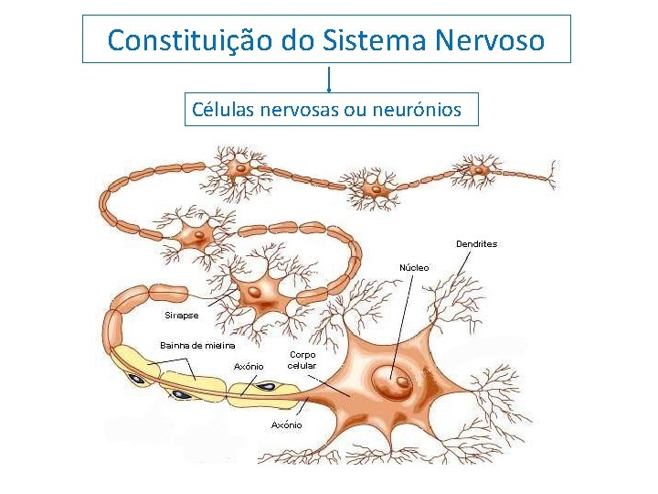 Constituição do Sistema Nervoso Células nervosas ou neurónios 