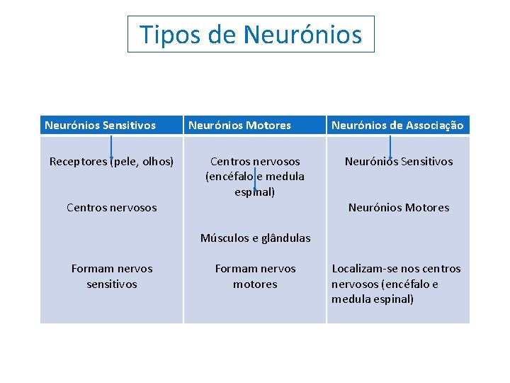 Tipos de Neurónios Sensitivos Receptores (pele, olhos) Centros nervosos Neurónios Motores Centros nervosos (encéfalo