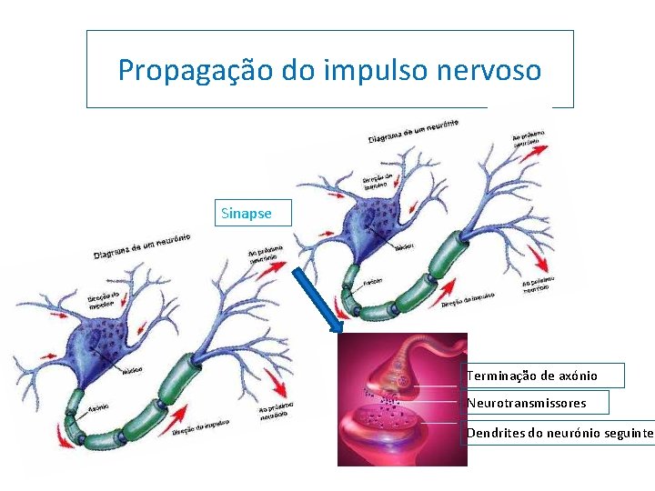 Propagação do impulso nervoso Sinapse Terminação de axónio Neurotransmissores Dendrites do neurónio seguinte 