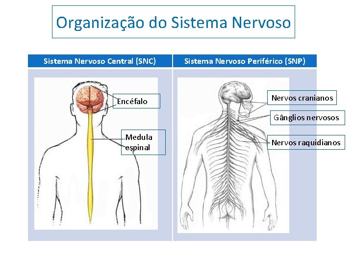 Organização do Sistema Nervoso Central (SNC) Encéfalo Sistema Nervoso Periférico (SNP) Nervos cranianos Gânglios