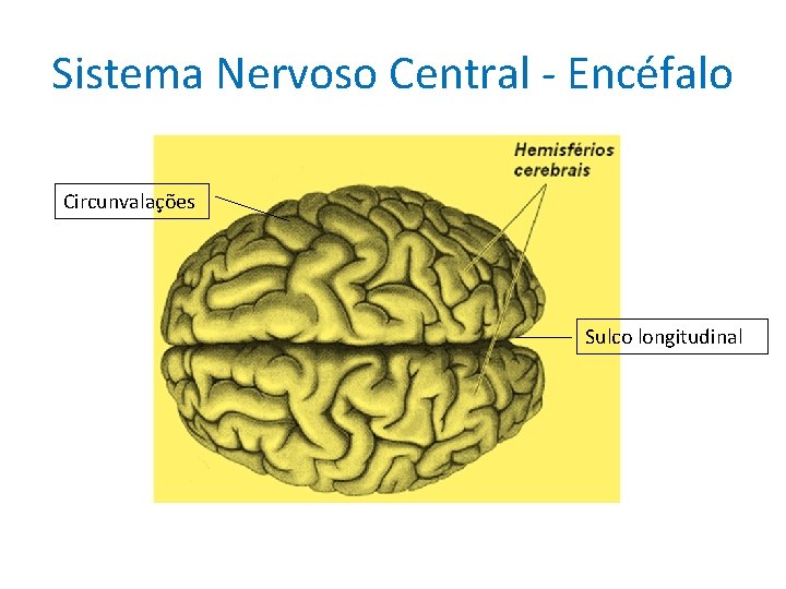 Sistema Nervoso Central - Encéfalo Circunvalações Sulco longitudinal 