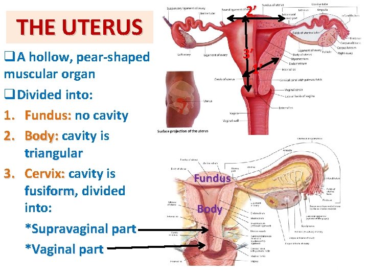 2’ THE UTERUS q. A hollow, pear-shaped muscular organ q. Divided into: 1. Fundus: