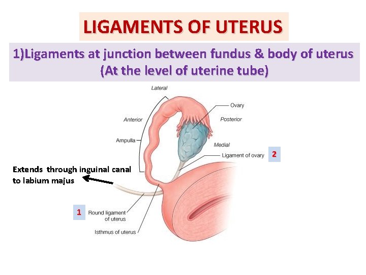 LIGAMENTS OF UTERUS 1)Ligaments at junction between fundus & body of uterus (At the