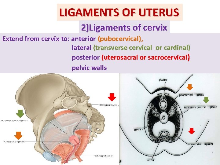 LIGAMENTS OF UTERUS 2)Ligaments of cervix Extend from cervix to: anterior (pubocervical), lateral (transverse