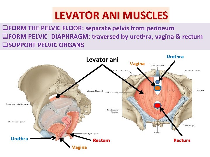 LEVATOR ANI MUSCLES q. FORM THE PELVIC FLOOR: separate pelvis from perineum q. FORM