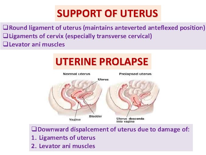 SUPPORT OF UTERUS q. Round ligament of uterus (maintains anteverted anteflexed position) q. Ligaments
