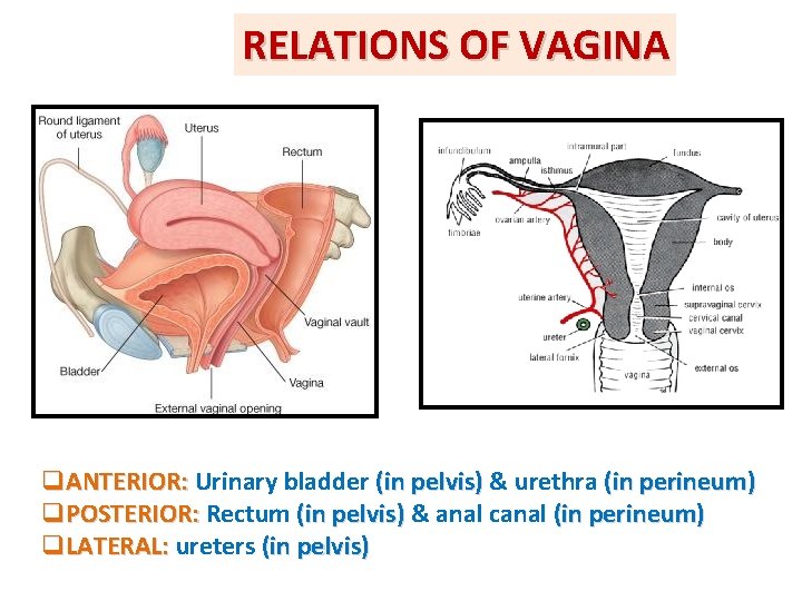 RELATIONS OF VAGINA q. ANTERIOR: Urinary bladder (in pelvis) & urethra (in perineum) q.