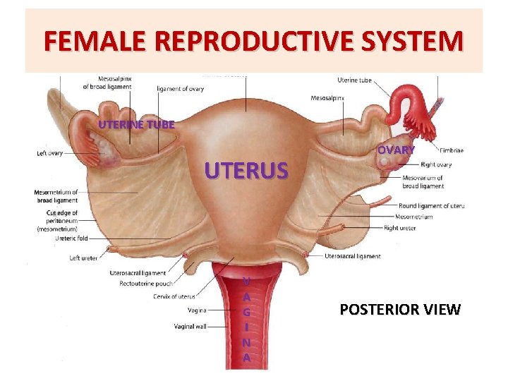 FEMALE REPRODUCTIVE SYSTEM UTERINE TUBE UTERUS V A G I N A OVARY POSTERIOR