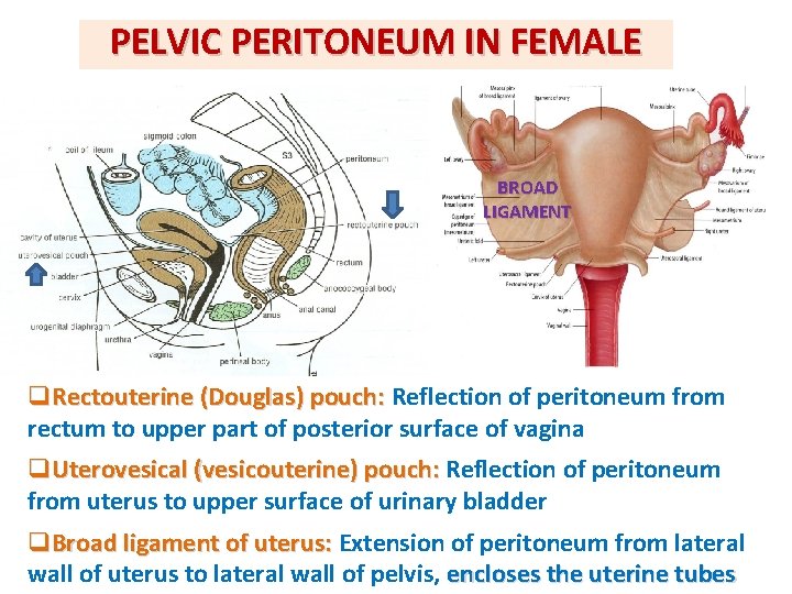 PELVIC PERITONEUM IN FEMALE BROAD LIGAMENT q. Rectouterine (Douglas) pouch: Reflection of peritoneum from