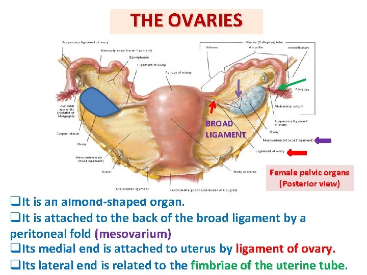 THE OVARIES BROAD LIGAMENT Female pelvic organs (Posterior view) q. It is an almond-shaped