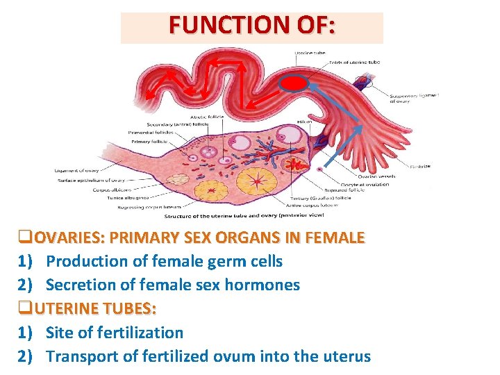 FUNCTION OF: q. OVARIES: PRIMARY SEX ORGANS IN FEMALE 1) Production of female germ