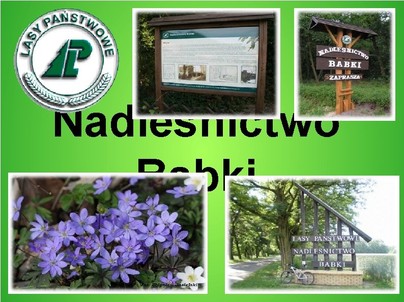 Nadleśnictwo Babki 