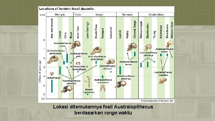Lokasi ditemukannya fosil Australopithecus berdasarkan range waktu 