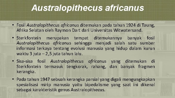 Australopithecus africanus • Fosil Australopithecus africanus ditemukan pada tahun 1924 di Taung, Afrika Selatan