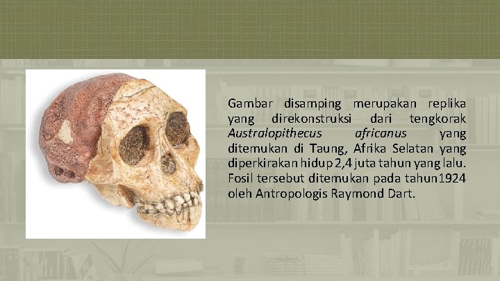 Gambar disamping merupakan replika yang direkonstruksi dari tengkorak Australopithecus africanus yang ditemukan di Taung,