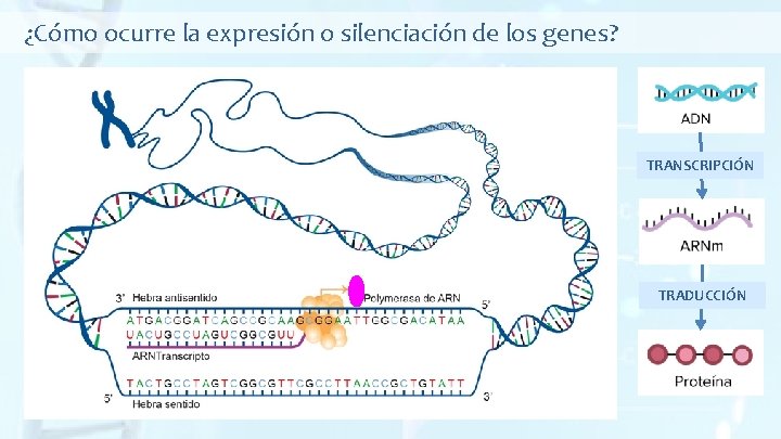 ¿Cómo ocurre la expresión o silenciación de los genes? TRANSCRIPCIÓN TRADUCCIÓN 