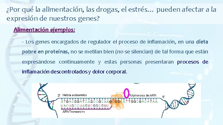 ¿Por qué la alimentación, las drogas, el estrés… pueden afectar a la expresión de