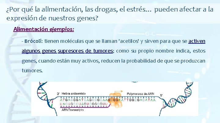 ¿Por qué la alimentación, las drogas, el estrés… pueden afectar a la expresión de