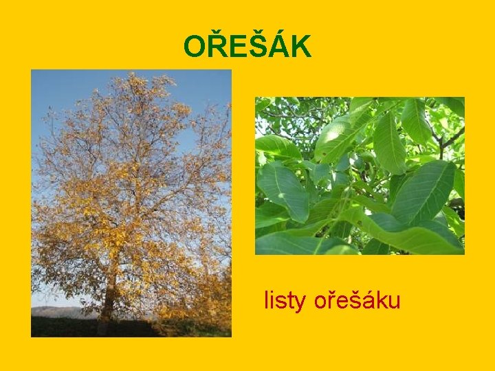 OŘEŠÁK listy ořešáku 