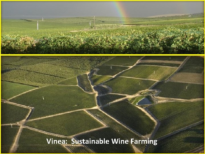 Vinea: Sustainable Wine Farming 