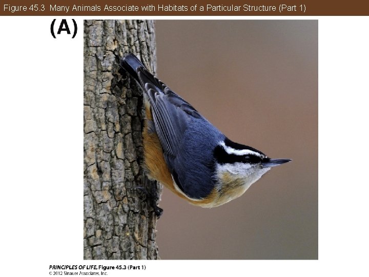Figure 45. 3 Many Animals Associate with Habitats of a Particular Structure (Part 1)