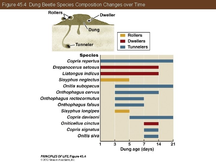 Figure 45. 4 Dung Beetle Species Composition Changes over Time 