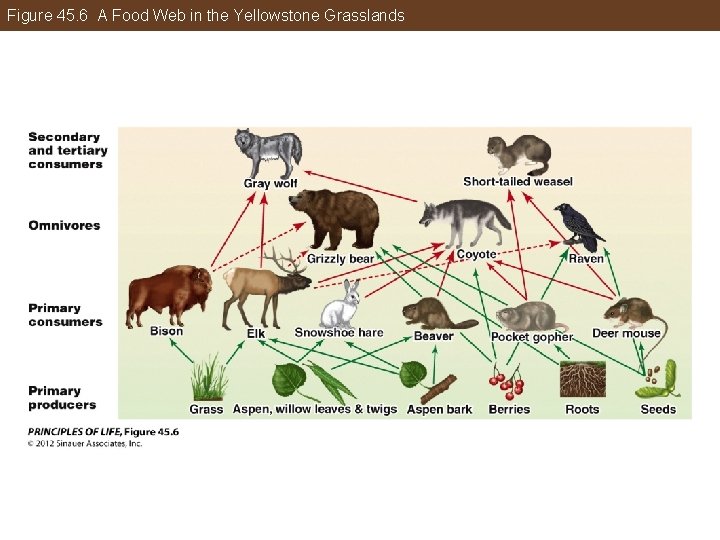 Figure 45. 6 A Food Web in the Yellowstone Grasslands 