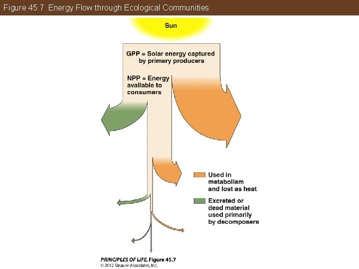 Figure 45. 7 Energy Flow through Ecological Communities 