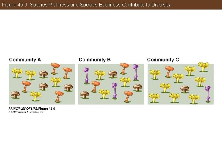 Figure 45. 9 Species Richness and Species Evenness Contribute to Diversity 