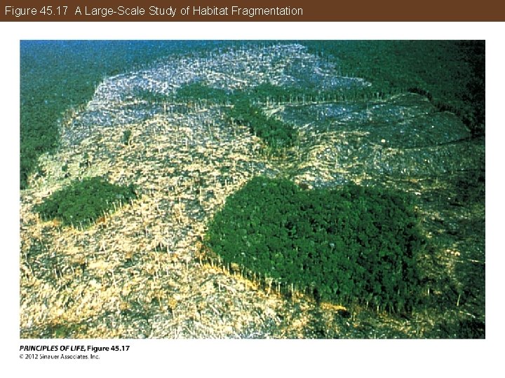 Figure 45. 17 A Large-Scale Study of Habitat Fragmentation 
