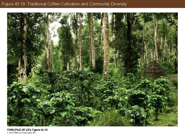 Figure 45. 19 Traditional Coffee Cultivation and Community Diversity 