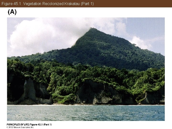 Figure 45. 1 Vegetation Recolonized Krakatau (Part 1) 