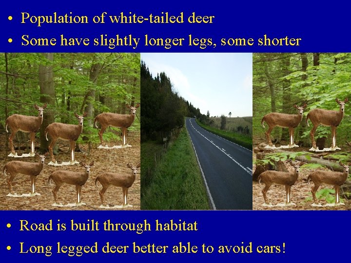  • Population of white-tailed deer • Some have slightly longer legs, some shorter