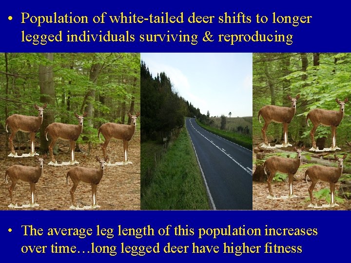  • Population of white-tailed deer shifts to longer legged individuals surviving & reproducing