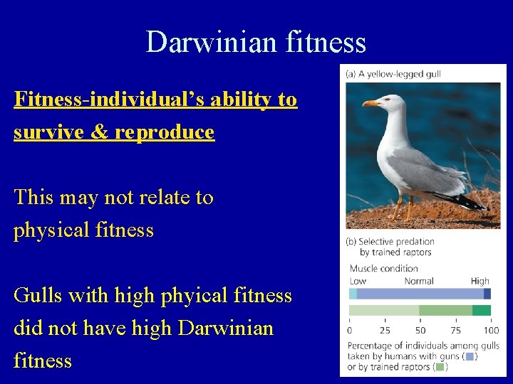 Darwinian fitness Fitness-individual’s ability to survive & reproduce This may not relate to physical