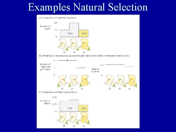 Examples Natural Selection 
