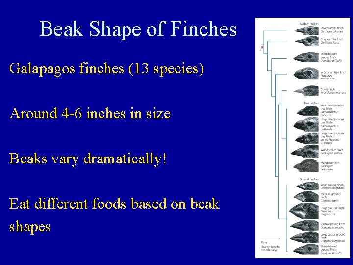 Beak Shape of Finches Galapagos finches (13 species) Around 4 -6 inches in size