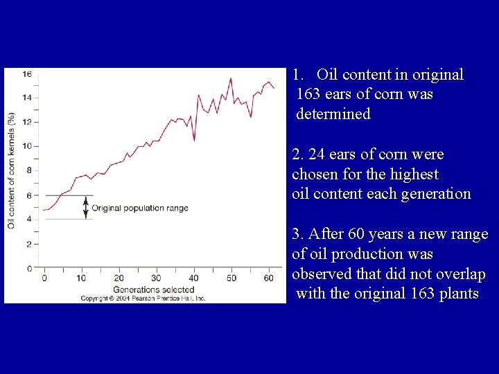1. Oil content in original 163 ears of corn was determined 2. 24 ears