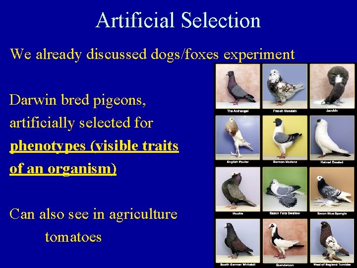 Artificial Selection We already discussed dogs/foxes experiment Darwin bred pigeons, artificially selected for phenotypes