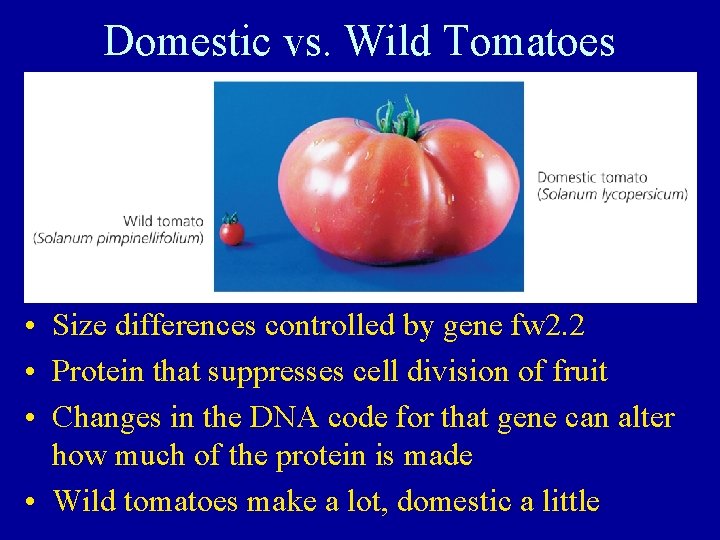 Domestic vs. Wild Tomatoes • Size differences controlled by gene fw 2. 2 •