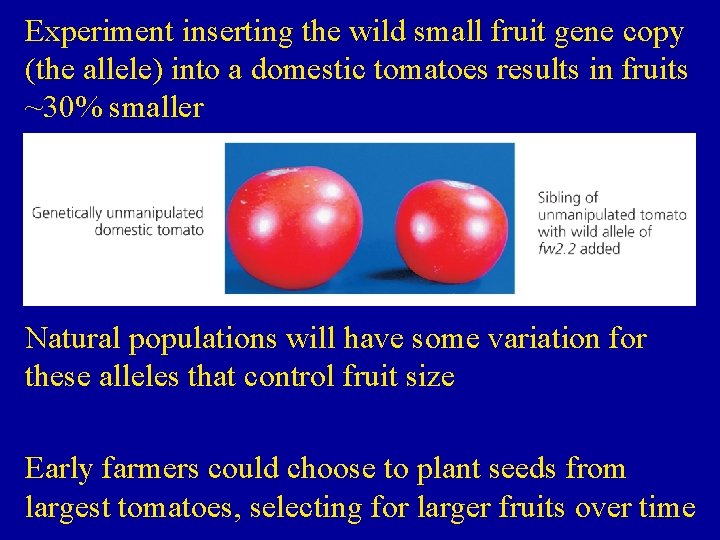 Experiment inserting the wild small fruit gene copy (the allele) into a domestic tomatoes
