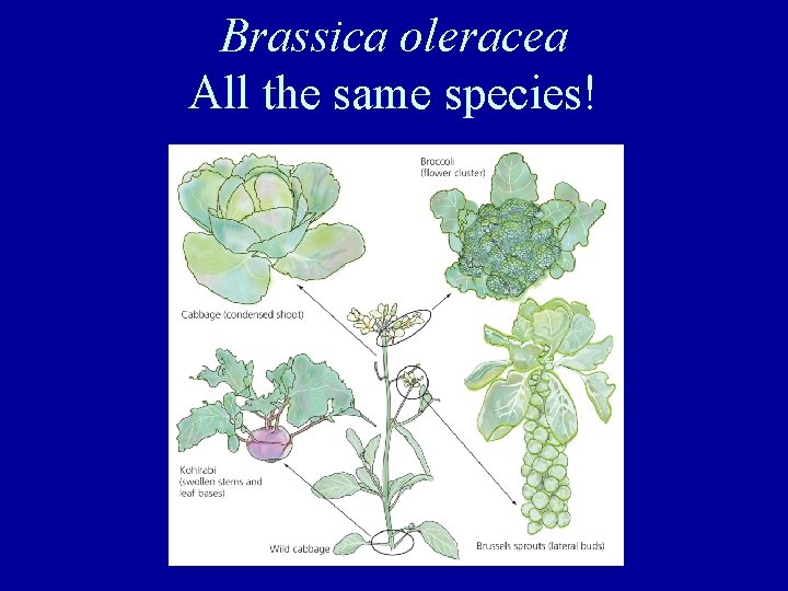 Brassica oleracea All the same species! 