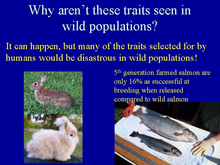 Why aren’t these traits seen in wild populations? It can happen, but many of