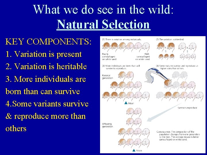 What we do see in the wild: Natural Selection KEY COMPONENTS: 1. Variation is