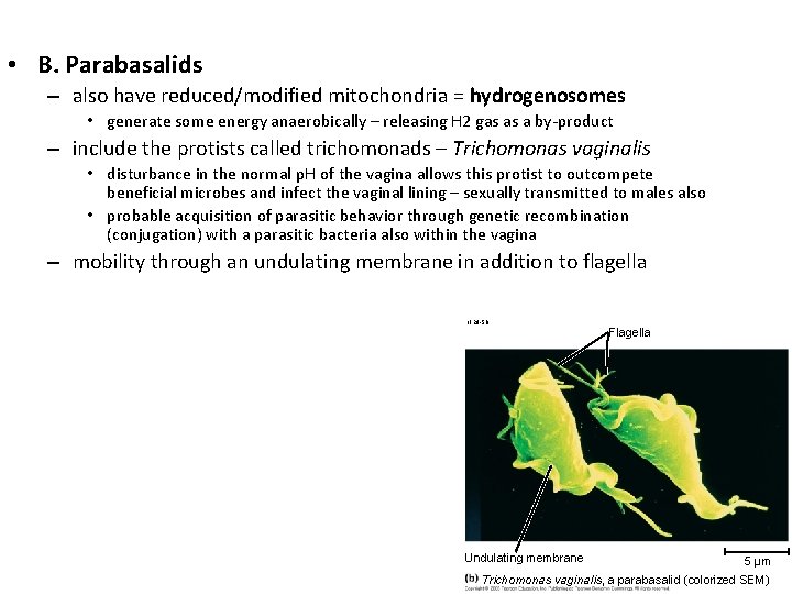  • B. Parabasalids – also have reduced/modified mitochondria = hydrogenosomes • generate some